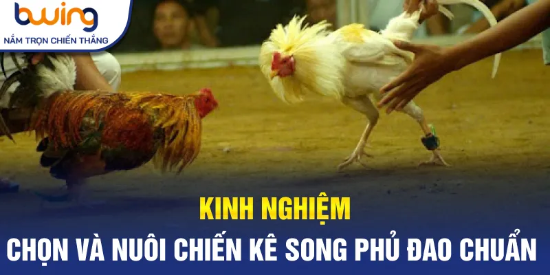 Kinh nghiệm chọn và nuôi chiến kê Song Phủ Đao chuẩn